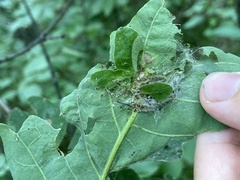 Andricus foliaformis