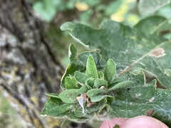 Andricus foliaformis