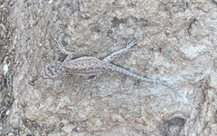 Urosaurus ornatus