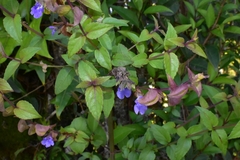 Salvia nitida