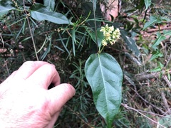 Parsonsia leichhardtii