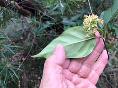 Parsonsia leichhardtii