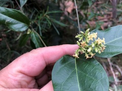 Parsonsia leichhardtii