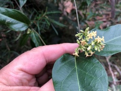 Parsonsia leichhardtii