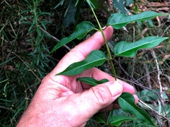 Parsonsia leichhardtii