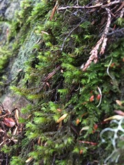 Racomitrium lawtonae