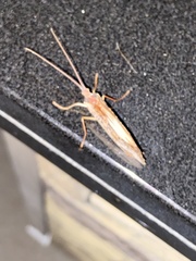 Nemotaulius hostilis