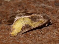 Chalcopasta fulgens