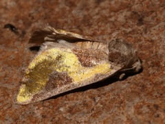 Chalcopasta fulgens