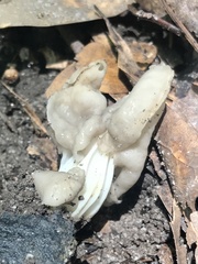 Helvella crispa