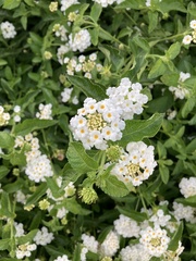 Lantana