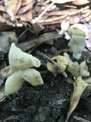 Helvella crispa