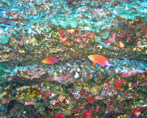 Pseudanthias hawaiiensis observed 2006-07-05