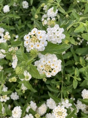 Lantana