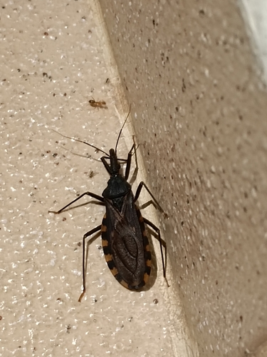 Triatoma infestans