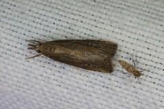 Hypena humuli