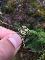 Pseudocyphellaria citrina