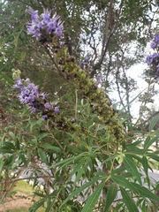 Vitex agnus-castus