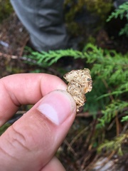 Pseudocyphellaria citrina