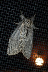 Peridea basitriens