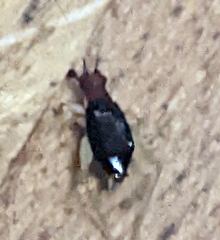 Phyllopalpus pulchellus