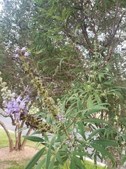 Vitex agnus-castus