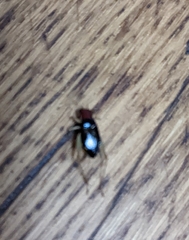 Phyllopalpus pulchellus