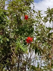 Mutisia lanata