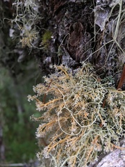 Sphaerophorus venerabilis