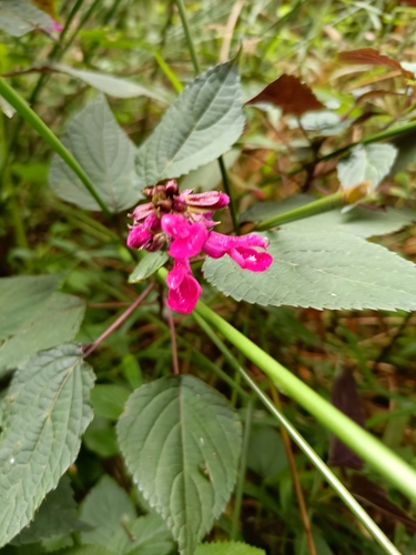 Image of Salvia raymondii by no rights reserved