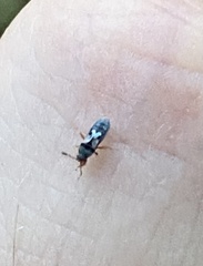 Blissus leucopterus