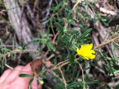 Hibbertia cistoidea