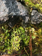 Solorina saccata