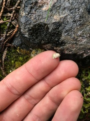 Solorina saccata