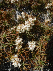 Dracophyllum recurvum