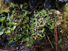 Solorina saccata