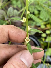 Ludwigia alata