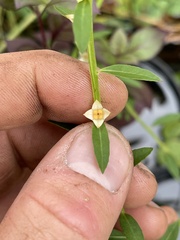 Ludwigia alata