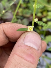 Ludwigia alata