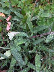 Phacelia leptosepala