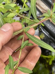 Ludwigia alata