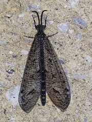 Brachynemurus nebulosus