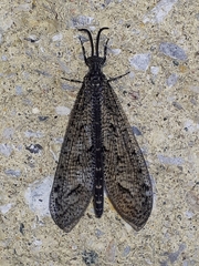 Brachynemurus nebulosus