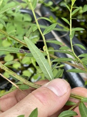 Ludwigia alata