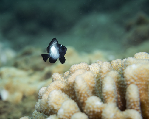 Hawaii-dascyllus (Dascyllus albisella) — Pomacentridae