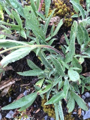 Phacelia leptosepala