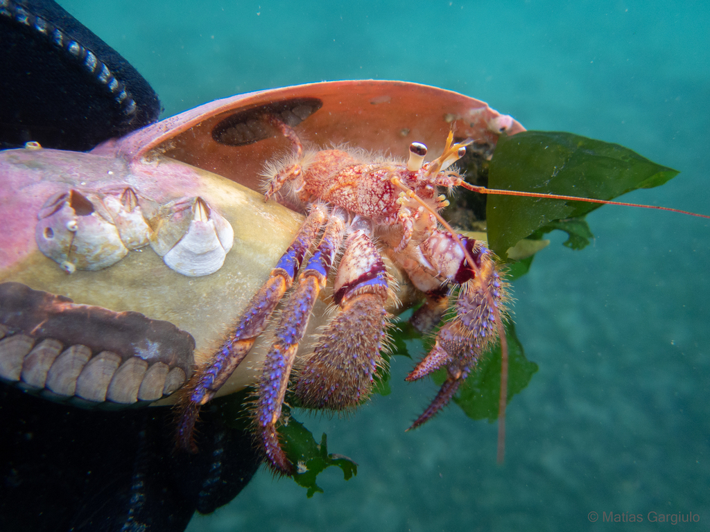 Colorful Hermit Crab