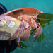 Colorful Hermit Crab - Photo (c) MatiasG, some rights reserved (CC BY-ND), uploaded by MatiasG