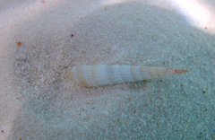 Terebrinae