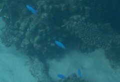 Pomacentrus coelestis